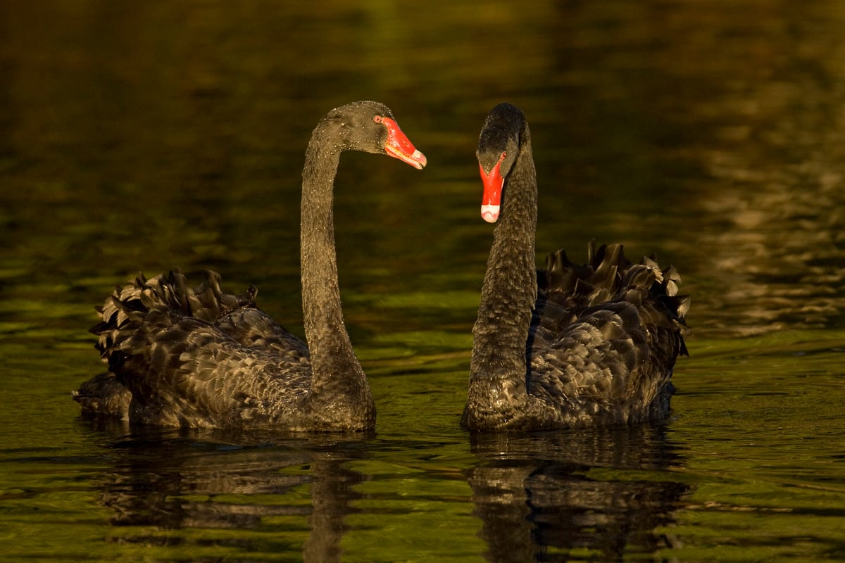 Swan Couple #1