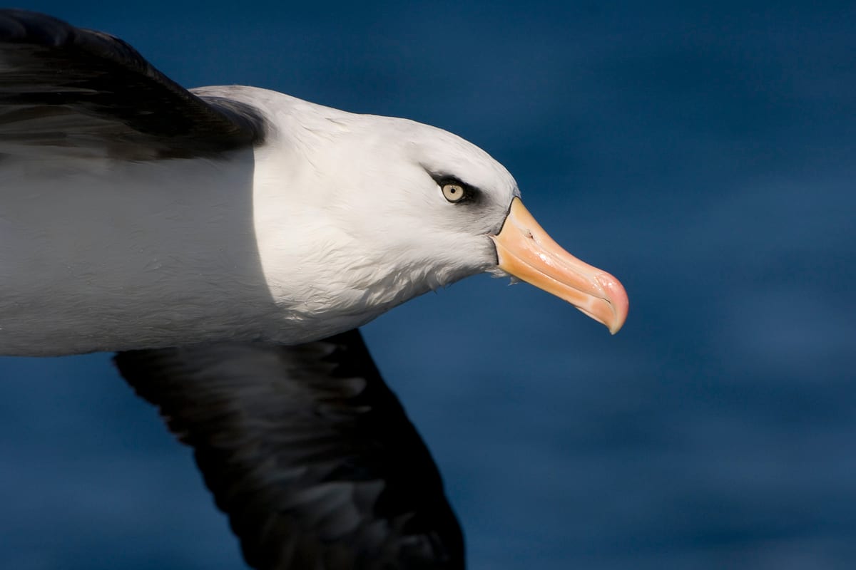Black-browed Albatross #69