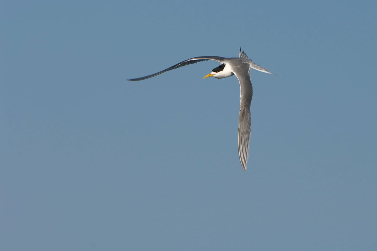 Great Crested Tern #8