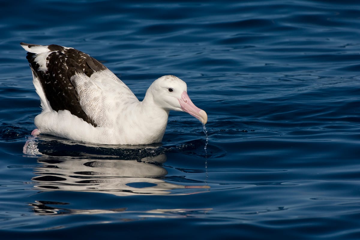 Wandering Albatross #10