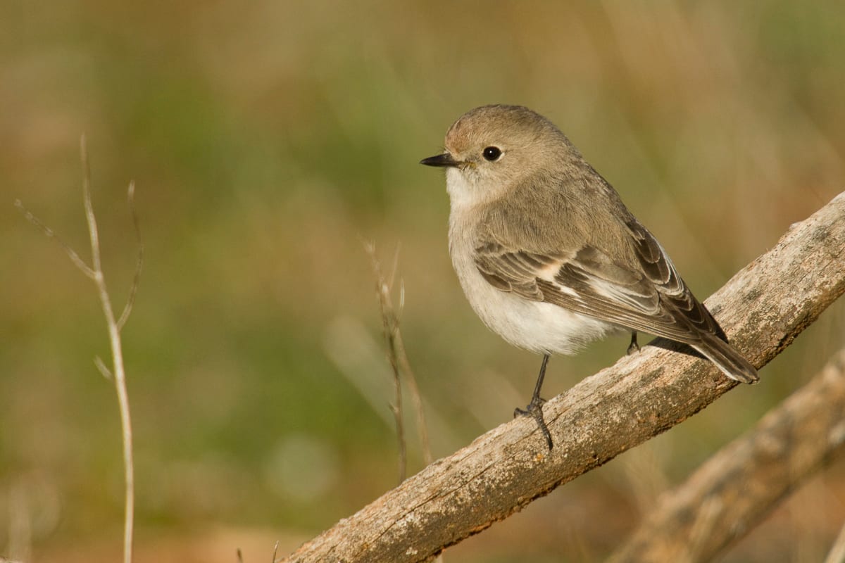 Red-capped Robin #4