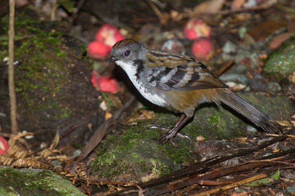 Southern Logrunner #4