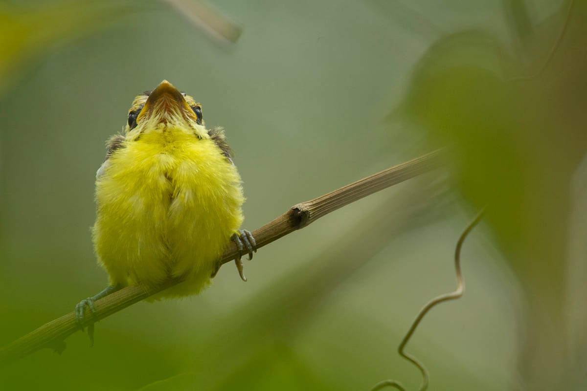 Yellow-breasted Boatbill #5