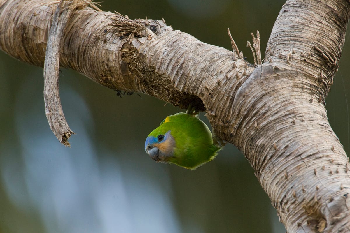 Double-eyed Fig-Parrot #12