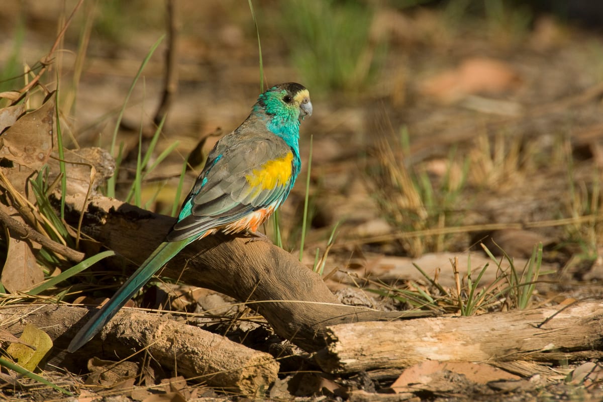 Golden-shouldered Parrot #34
