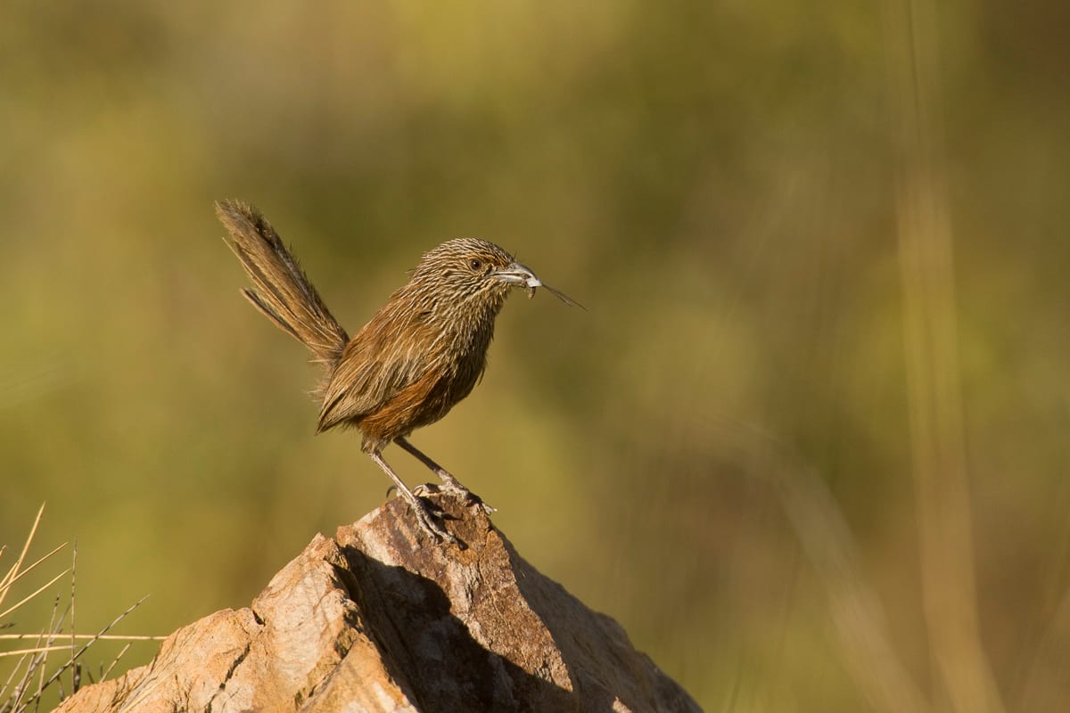 Kalkadoon Grasswren #8