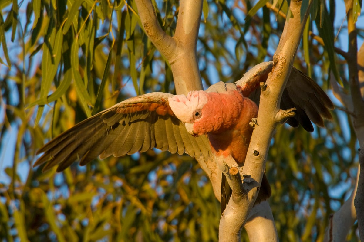 Galah #12