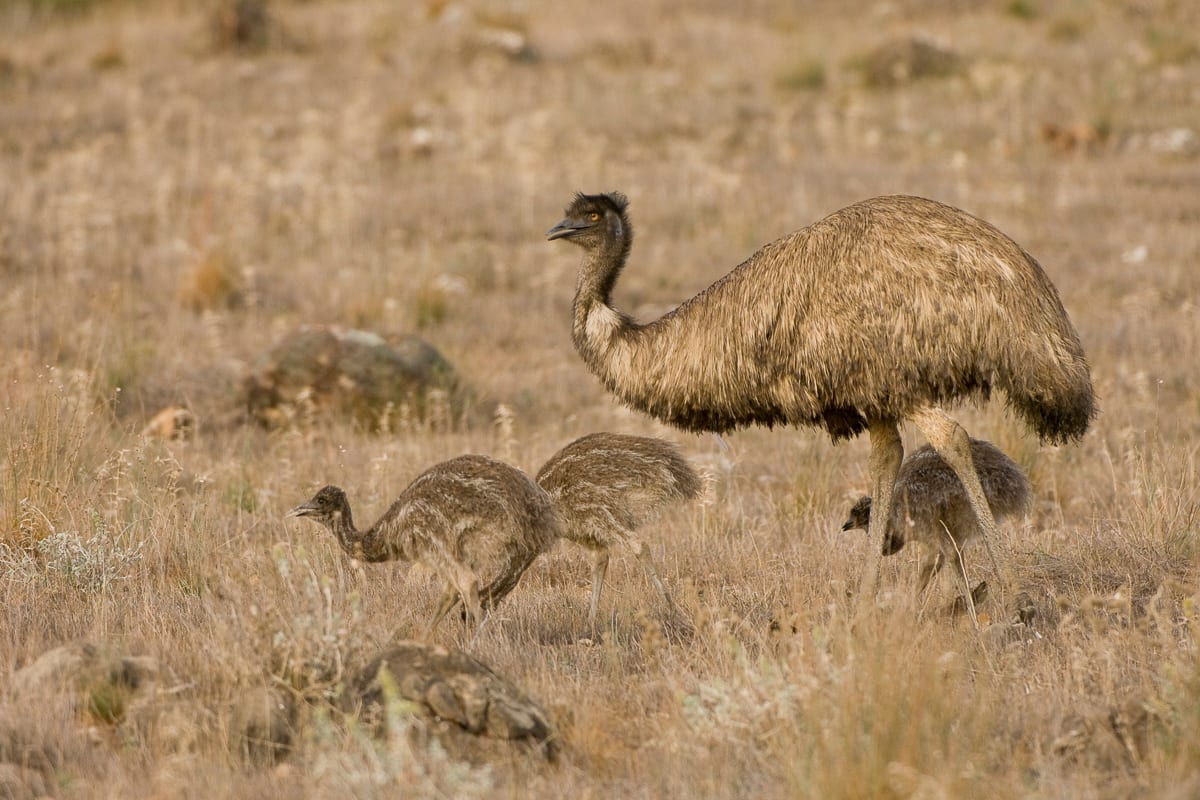 Emu #13