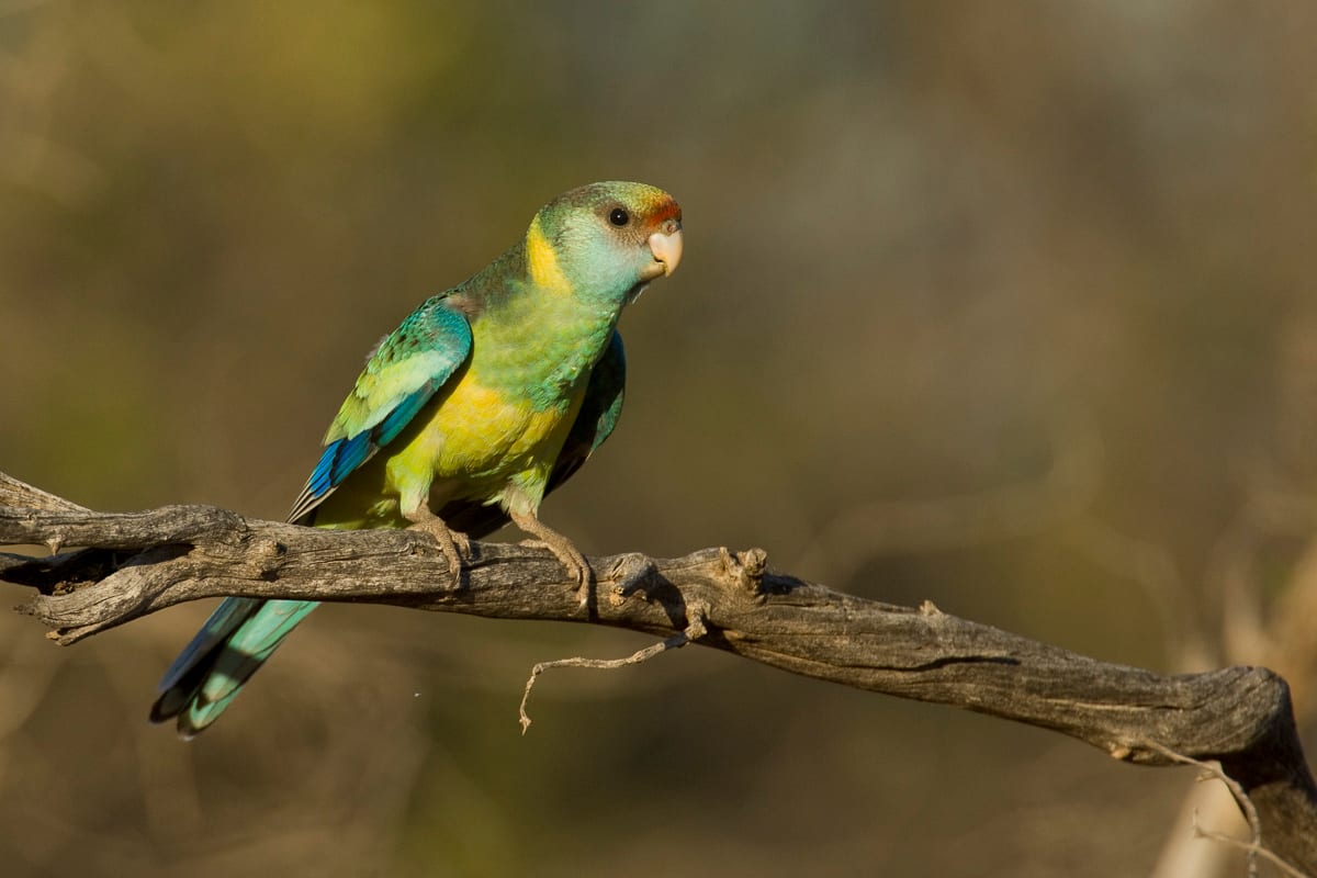 Mallee Ringneck #14