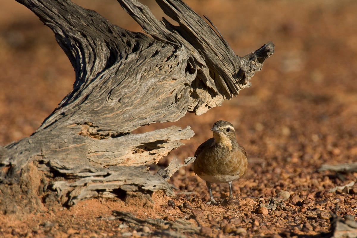 Chestnut-breasted Quail-Thrush #2