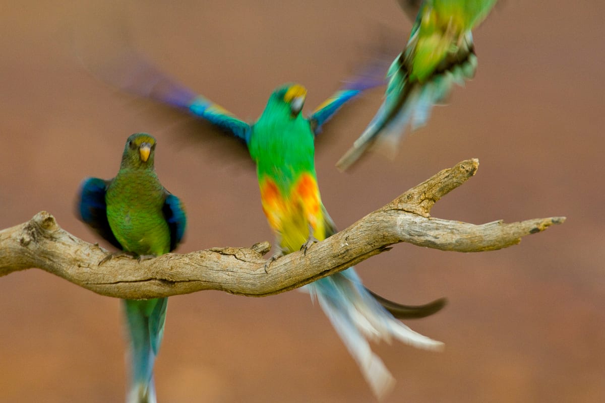 Mulga Parrot #3