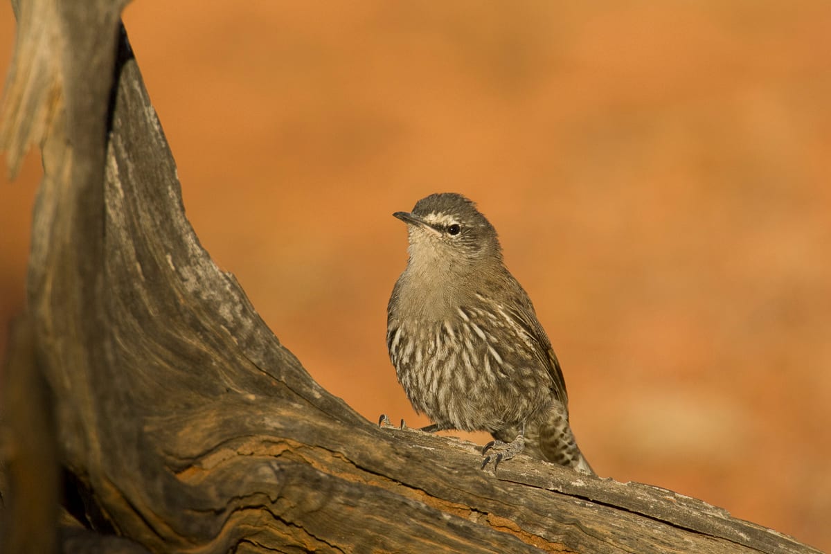 White-browed Treecreeper #9