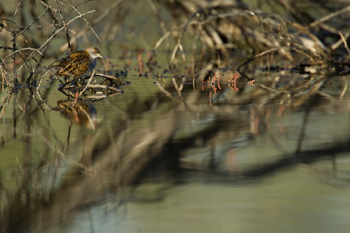 Baillon's Crake #10