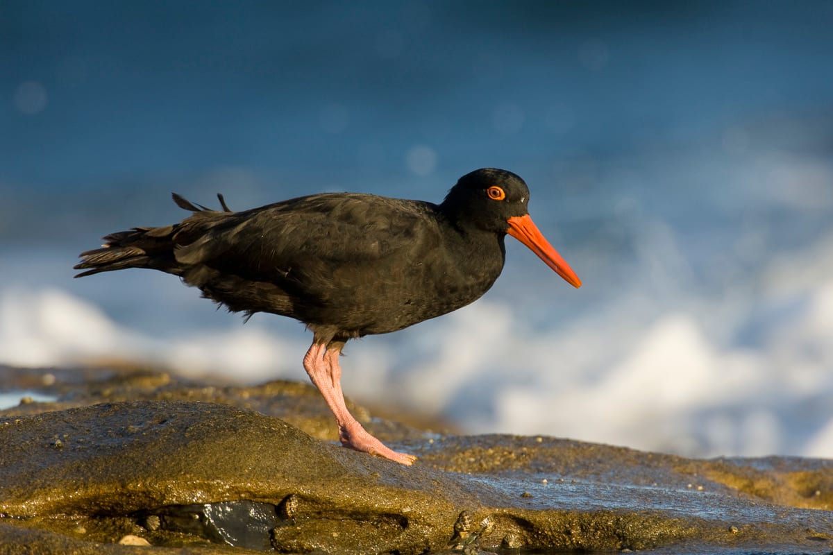Sooty Oystercatcher #11