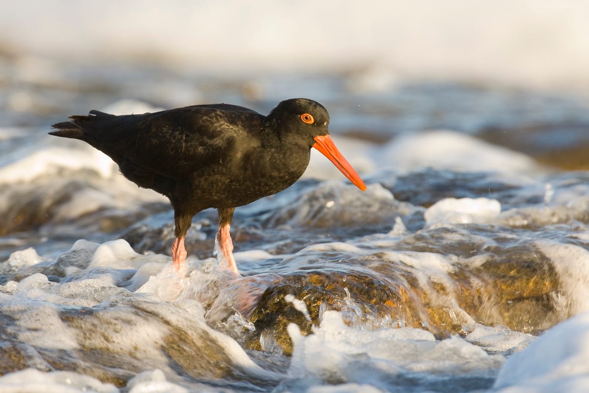 Sooty Oystercatcher #17