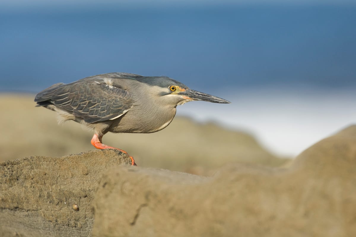 Striated Heron #2