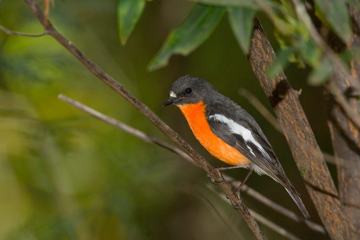 Flame Robin #2