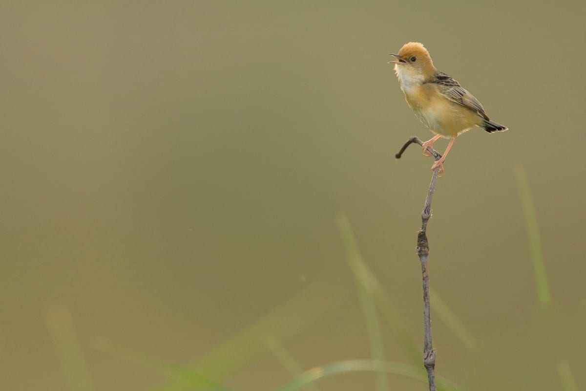 Golden-headed Cisticola #4