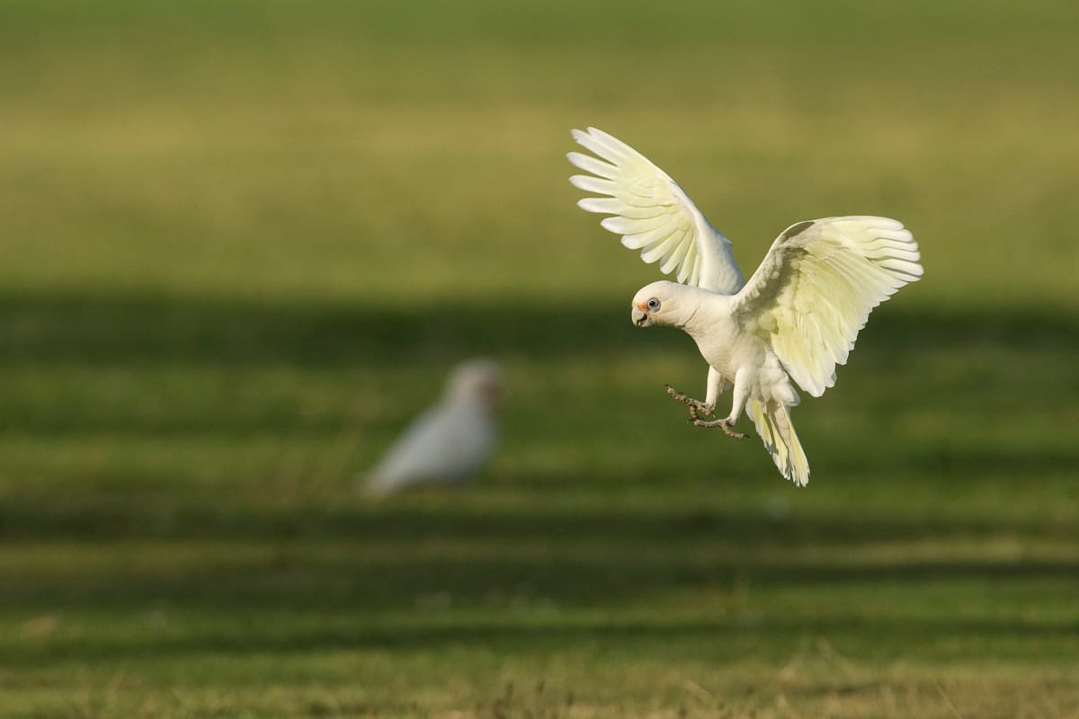 Little Corella #11