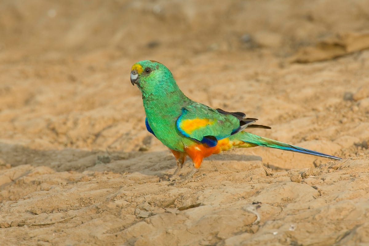 Mulga Parrot #16