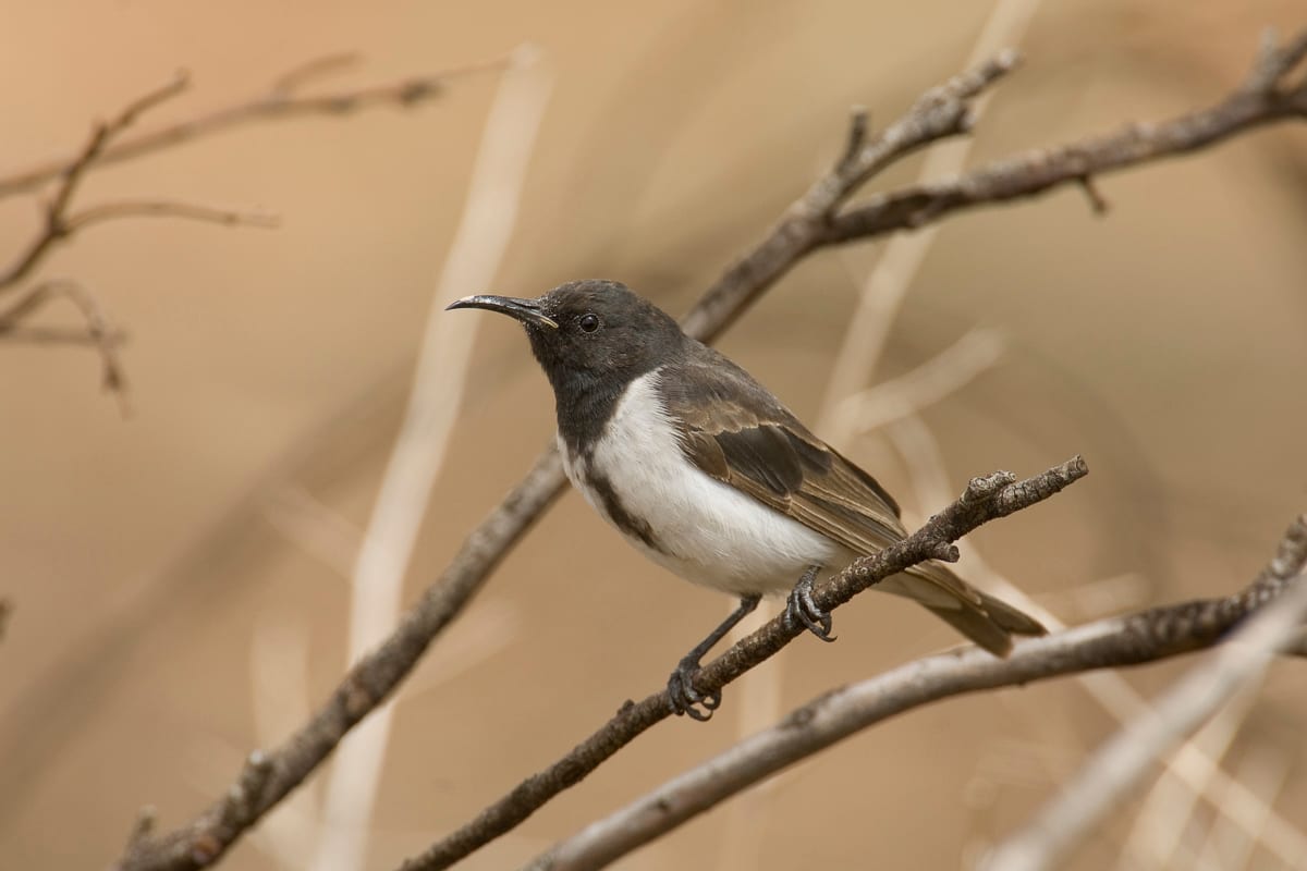 Black Honeyeater #6