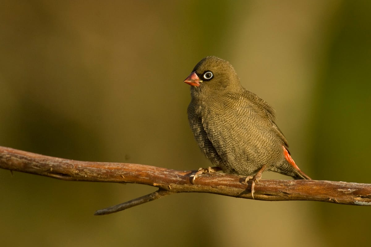 Beautiful Firetail #3
