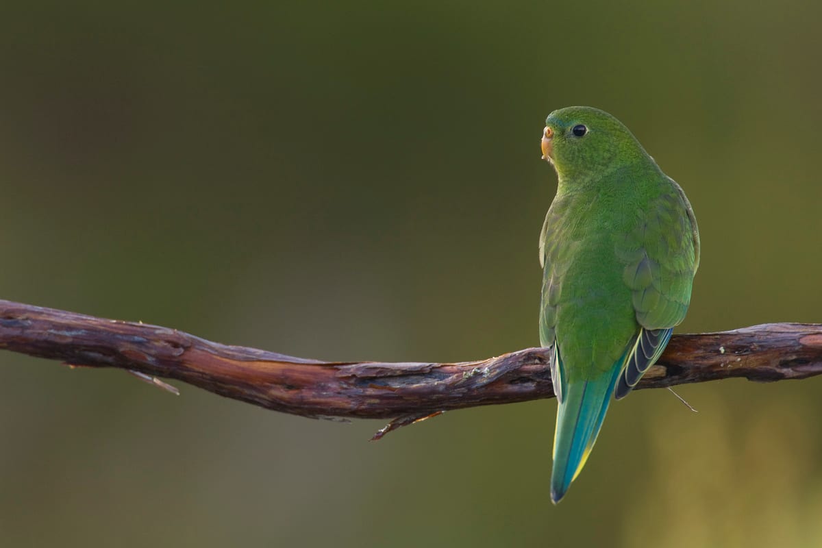 Orange-bellied Parrot #17