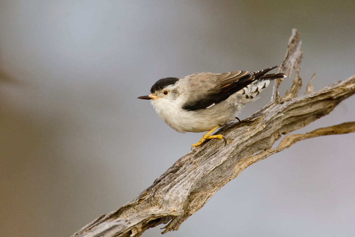 Varied Sittella #6