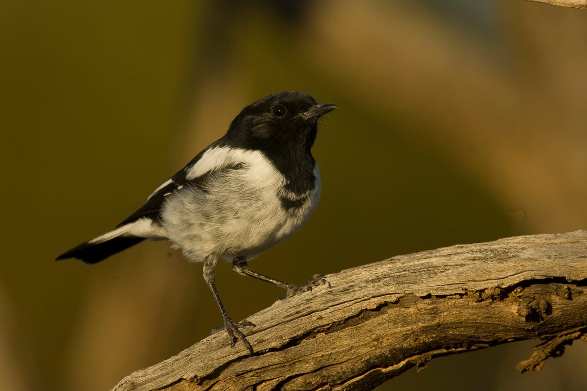 Hooded Robin #20