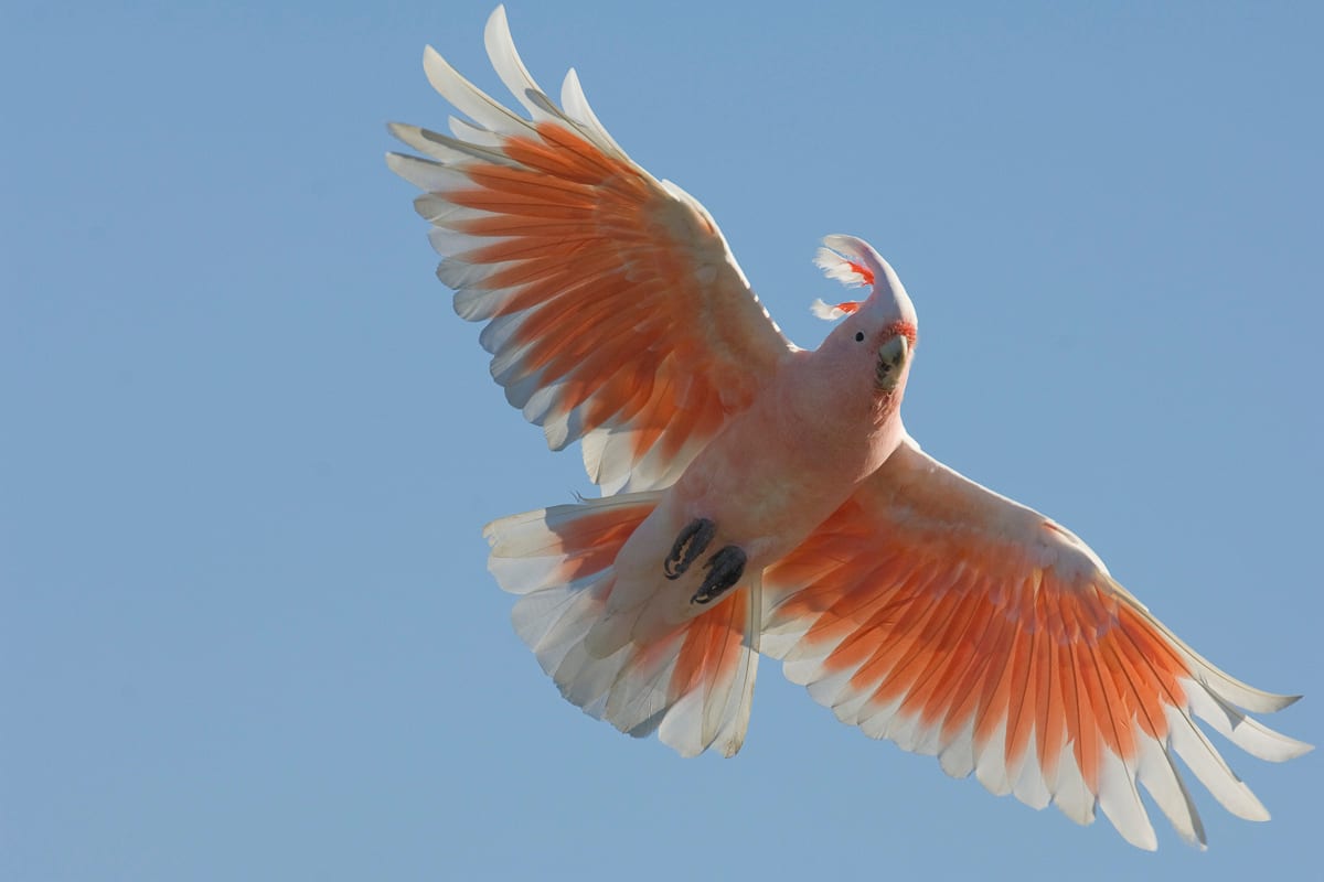 Pink Cockatoo #28