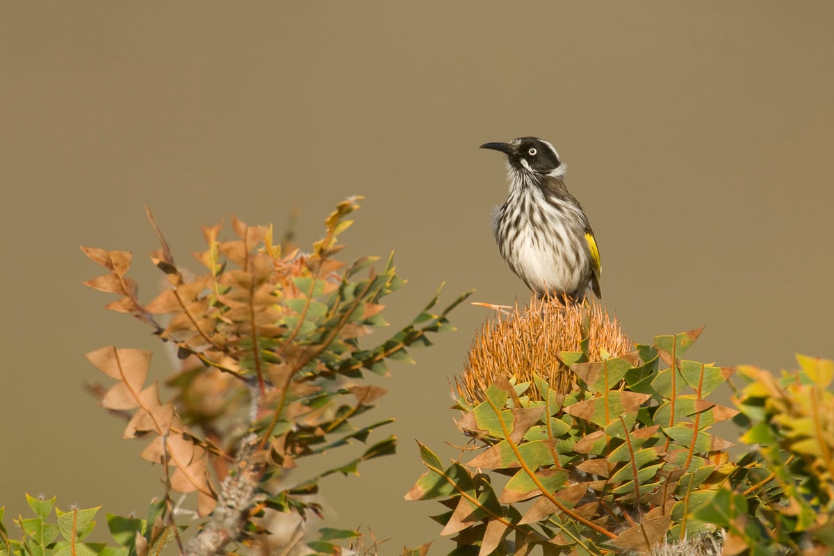 New Holland Honeyeater #16