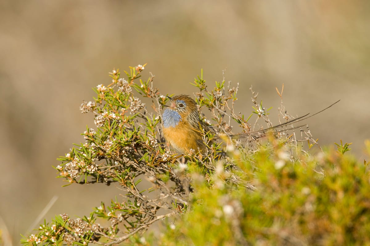 Southern Emuwren #3