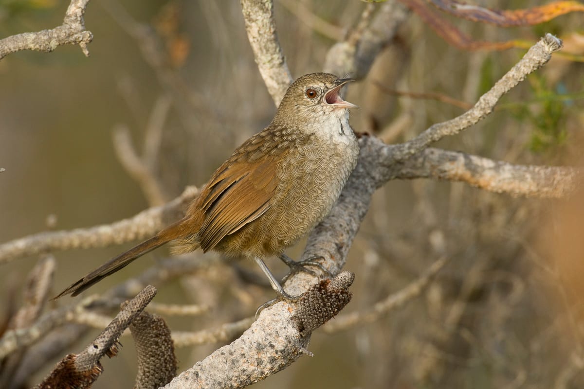 Western Bristlebird #9