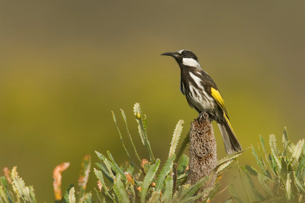 White-cheeked Honeyeater #3