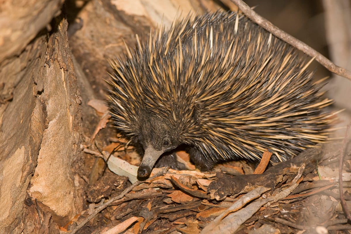 Short-beaked Echidna #7