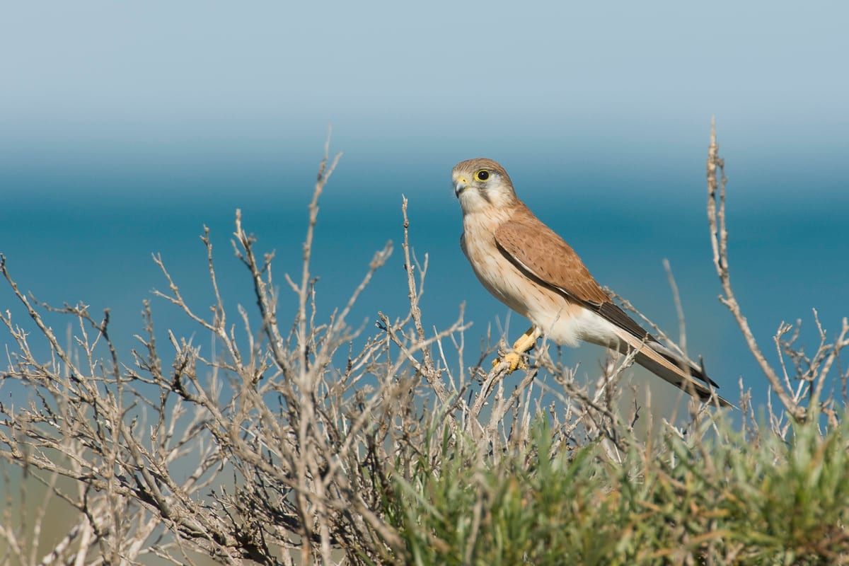 Australian Kestrel #1