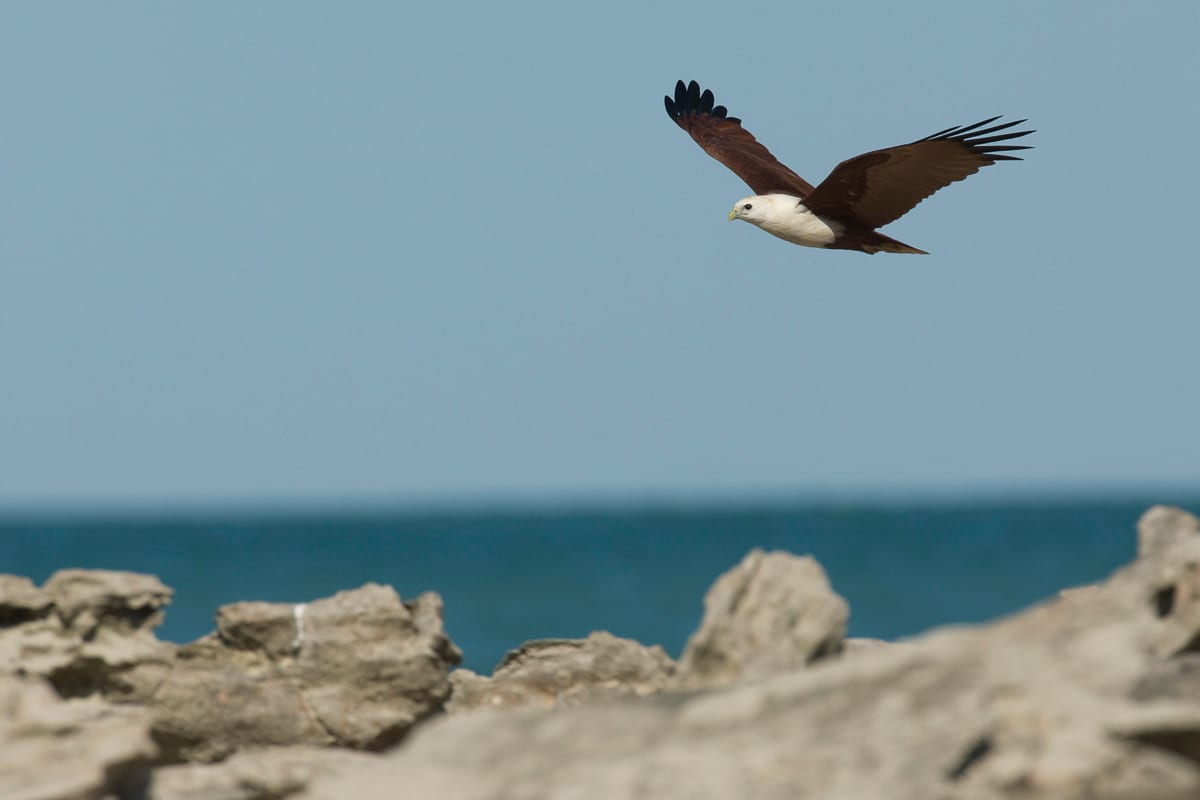 Brahminy Kite #5