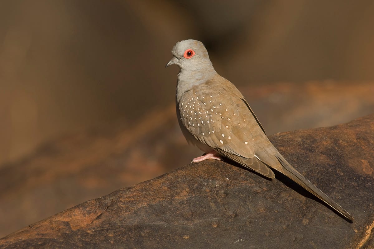 Diamond Dove #8