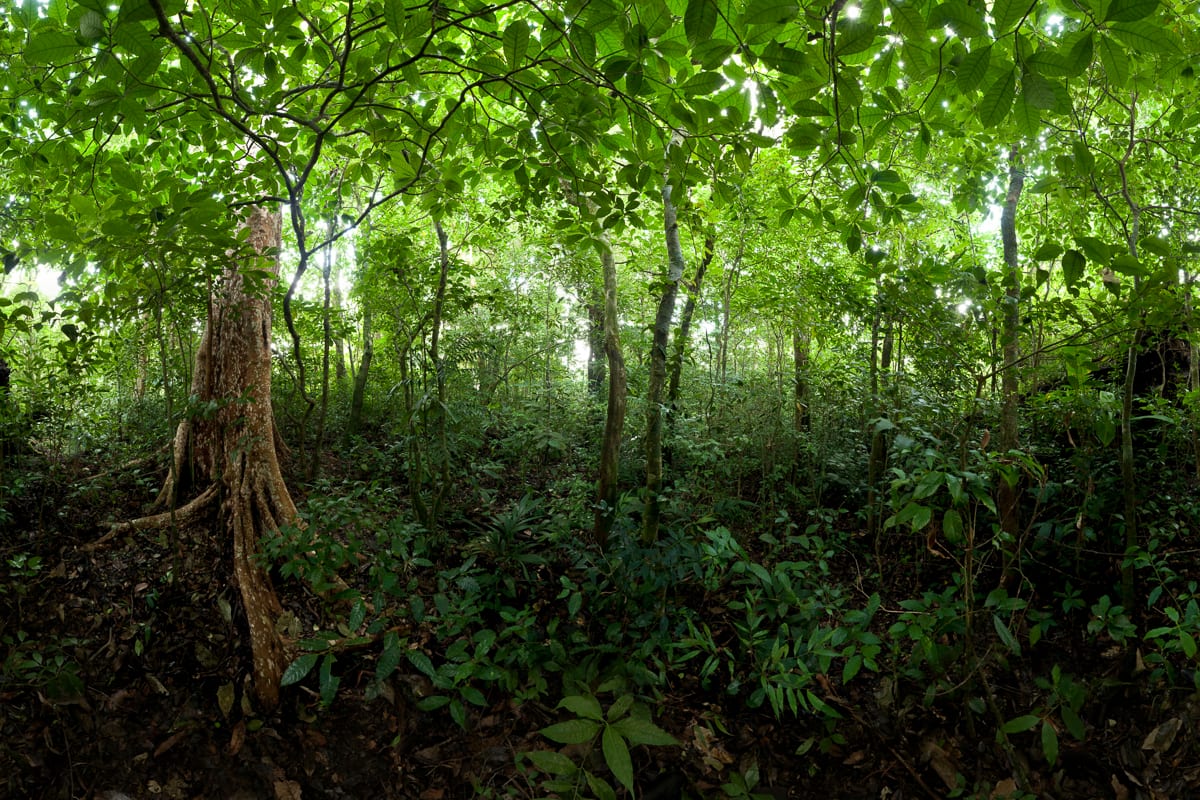 Panoramic view of the ground in a mid-elevation forest. Mercator Projection. Bosque Eterno de los NiÃ±os, Monteverde, Puntarenas, Costa Rica.