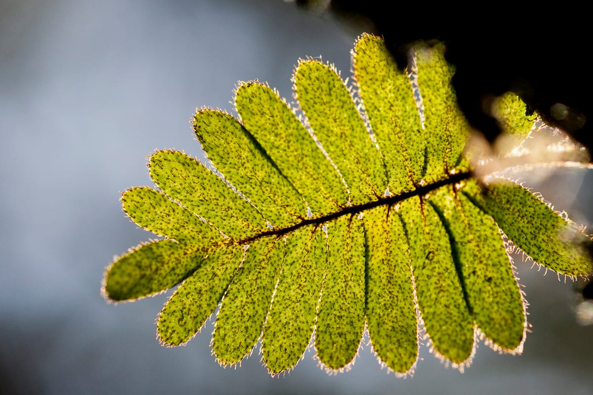 Backlit unidentified fern in canopy.  Bosque Eterno de los NiÃ±os, Monteverde, Puntarenas, Costa Rica.