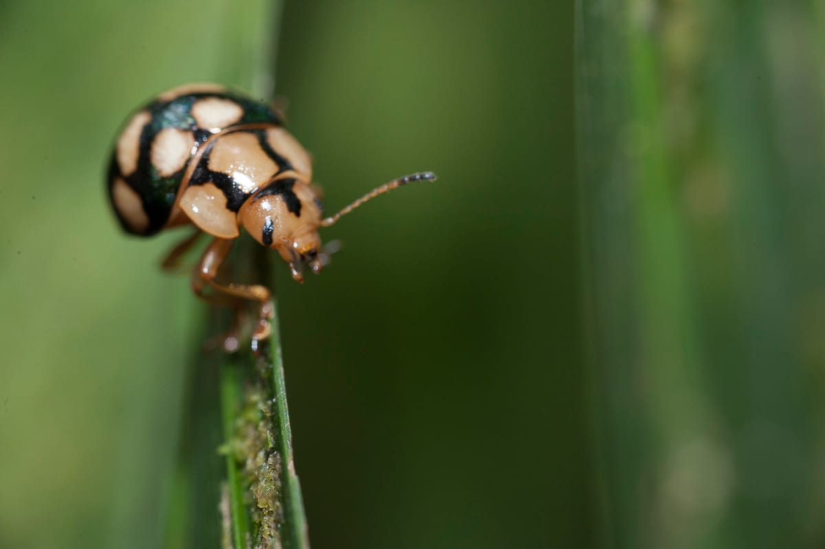 Unidentified beetle on palm. Monteverde Cloud Forest Reserve, Monteverde, Puntarenas, Costa Rica.