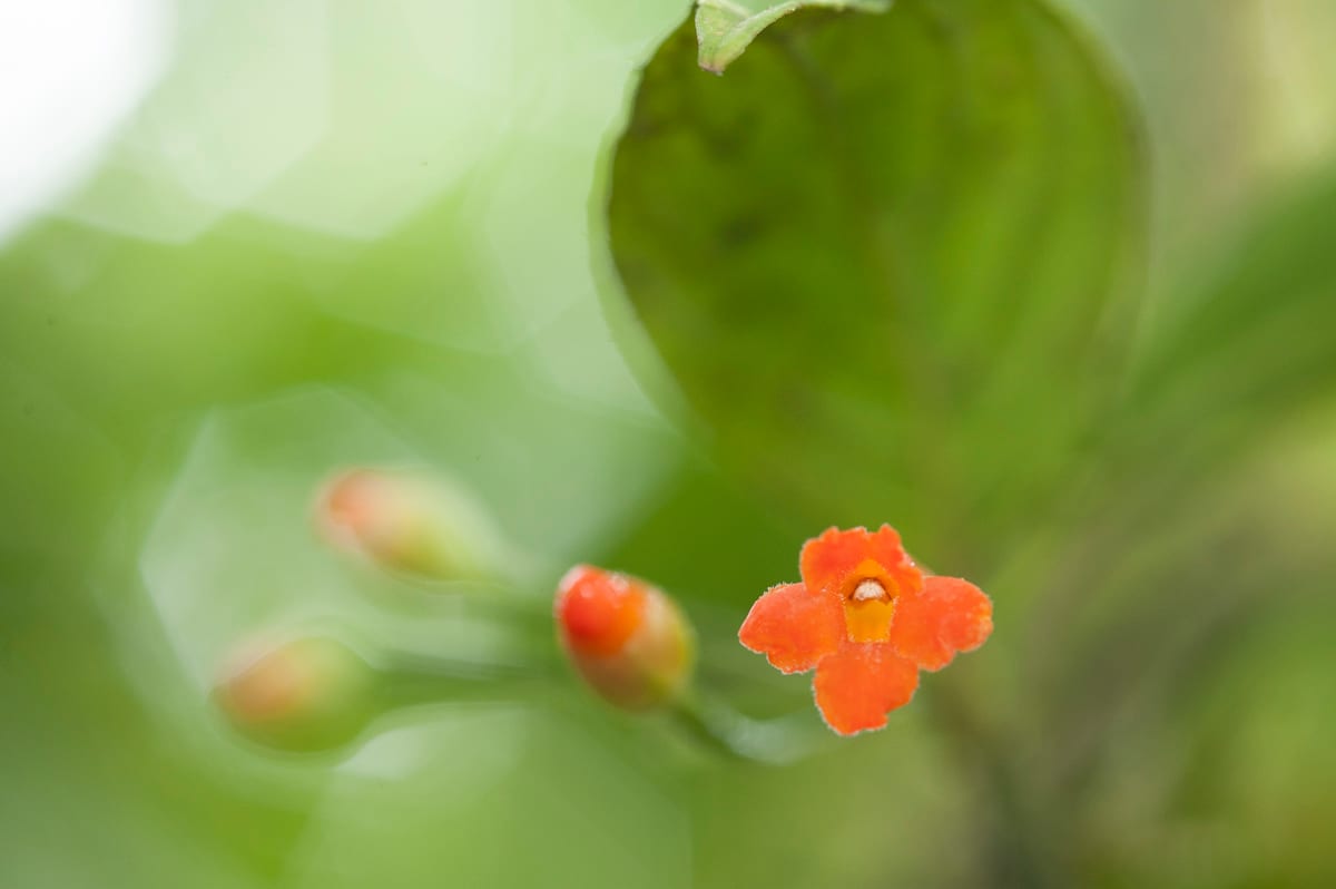 Unidentified flowering plant.  Sendero Pantanoso, The Monteverde Cloud Forest Reserve, Monteverde, Puntarenas, Costa Rica.
