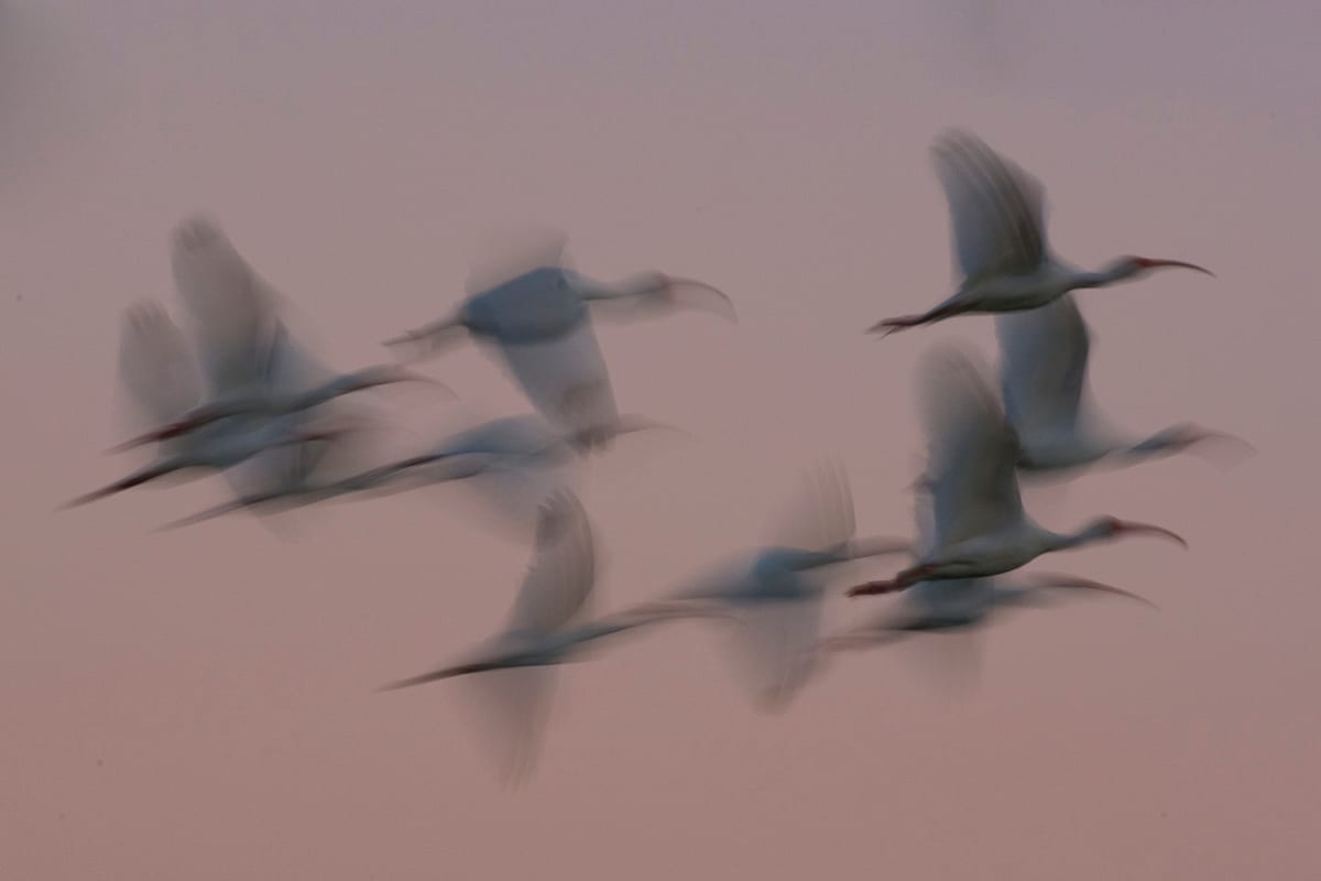 White Ibis flight blur. Eco Pond, Everglades National Park, Florida.