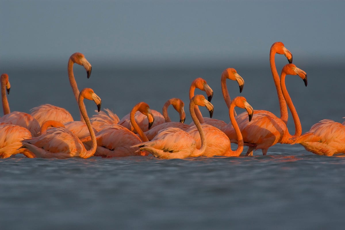 Greater Flamingos feeding.  Snake Bight, Everglades National Park, Florida.