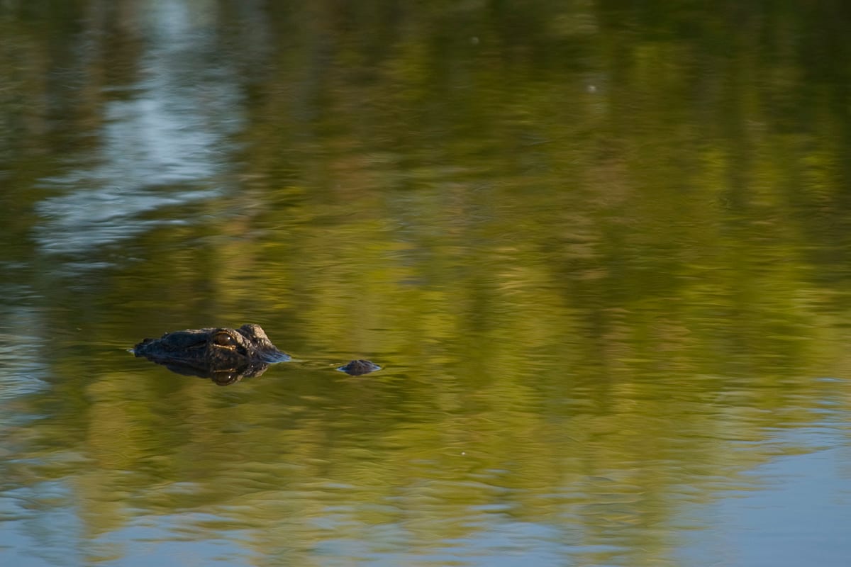 American Alligator portrait.  Anhinga Trail. Everglades National Park, Florida.