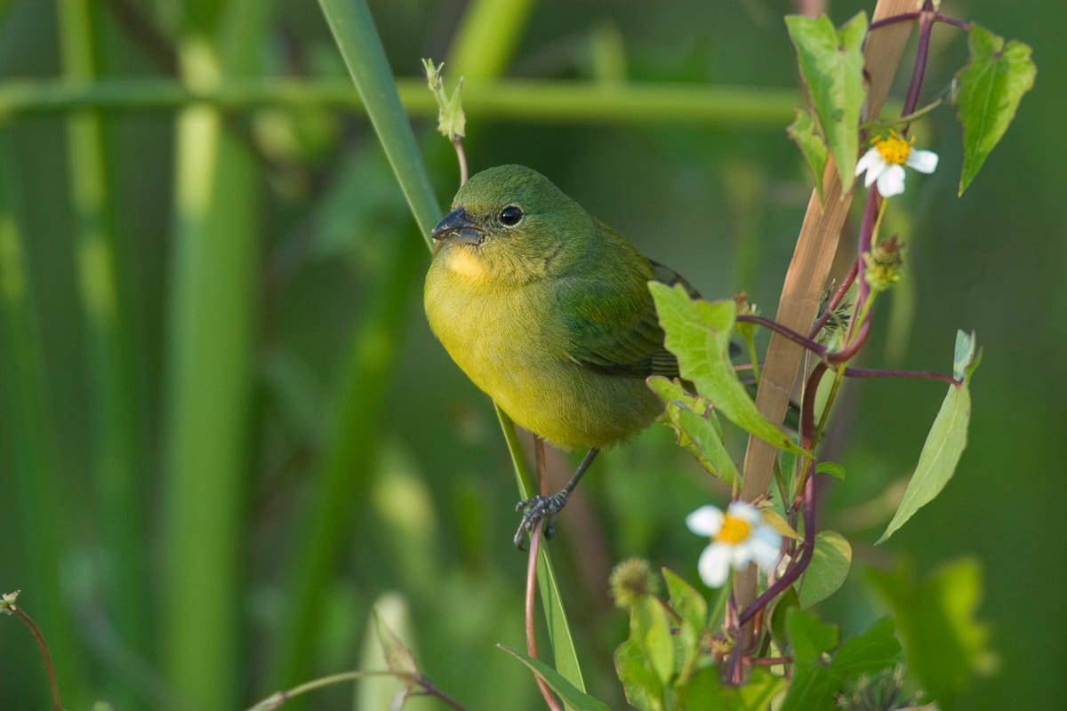 Female Painted Bunting on Devil's needles, Everglades National Park, Florida.
