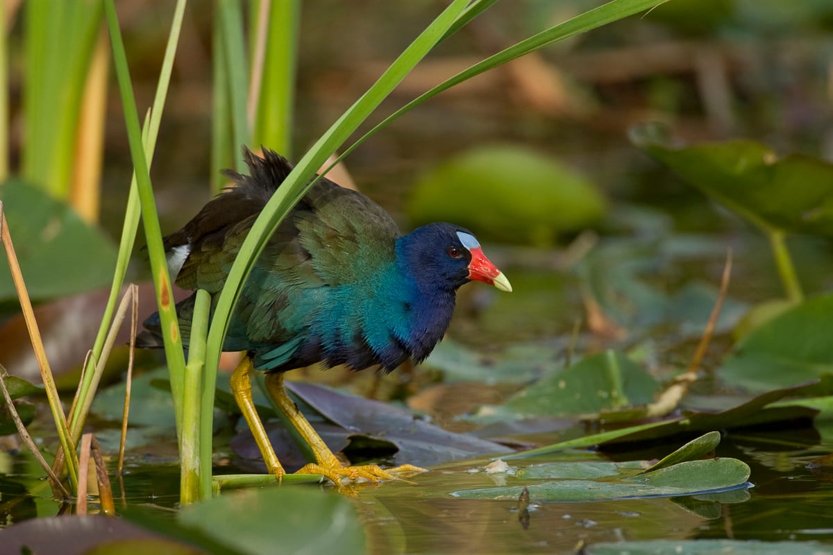 Purple Gallinule in spadderdock and sawgrass.  Shark Valley, Everglades National Park, Florida.