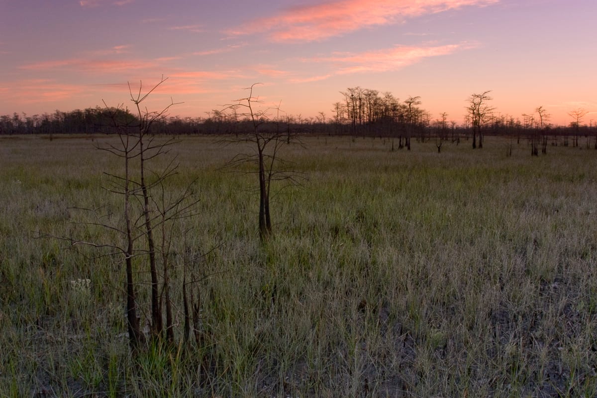 Pre-dawn cypress prairie and dome.  Loop Road, Big Cypress National Preserve, Florida.