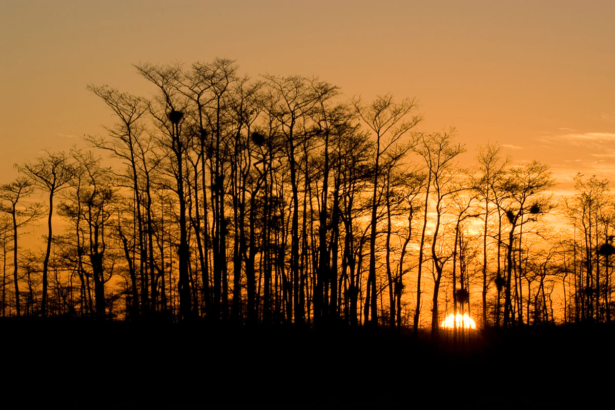 Sunrise through cypress.  Loop Road, Big Cypress National Preserve, Florida.