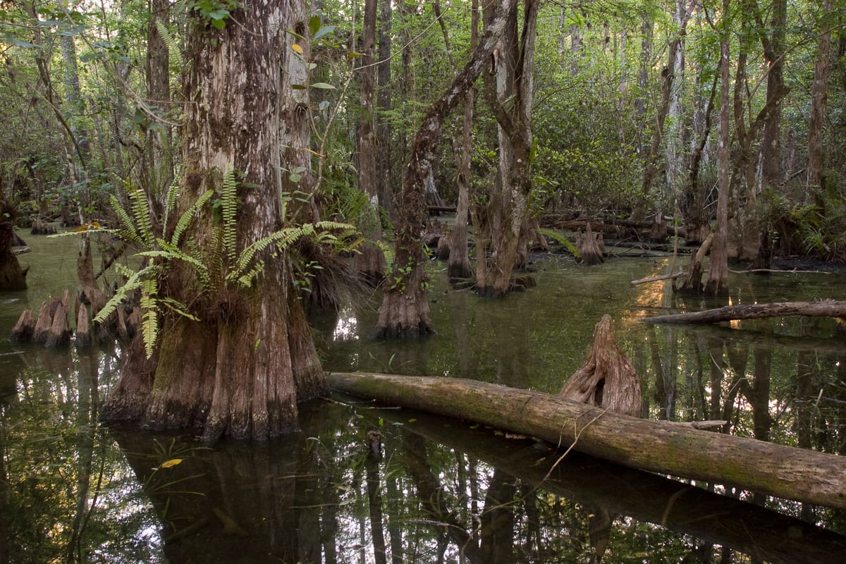 Sweetwater Strand landscape.  Loop Road, Big Cypress National Preserve, Florida.